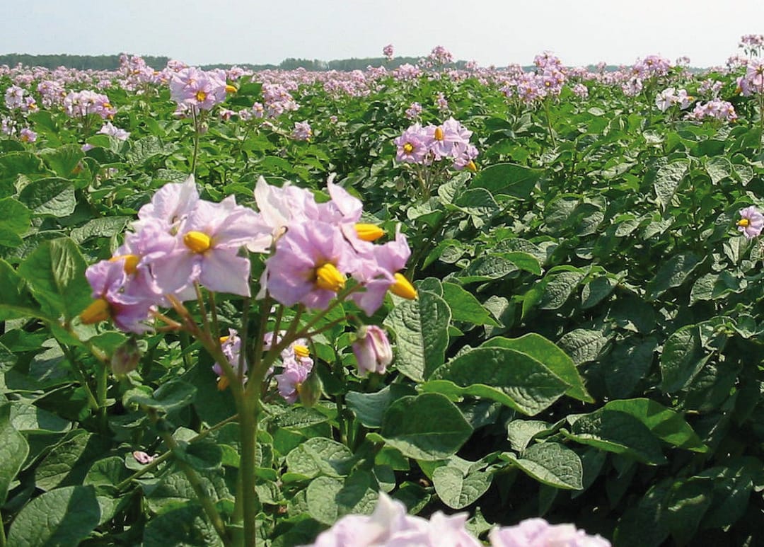 Développement d’outils de détection biomoléculaire pour l’identification et la quantification d’agents pathogènes de la pomme de terre dans le sol et les tissus végétaux