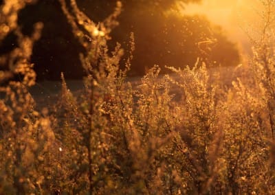 Amélioration de la production biologique nordique de grains de spécialité par le développement d’un plan de contrôle efficace de la pression des mauvaises herbes adapté aux conditions agroclimatiques et aux pratiques du Saguenay-Lac‐Saint‐Jean.