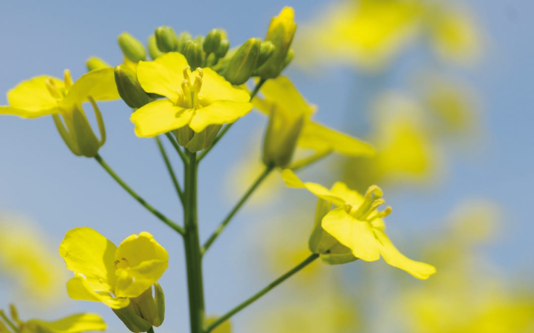 Fertilisation minérale et organique du canola intégrant l’utilisation d’engrais verts