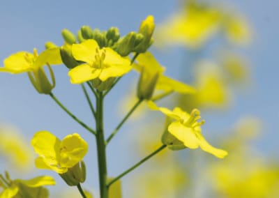 Fertilisation minérale et organique du canola intégrant l’utilisation d’engrais verts