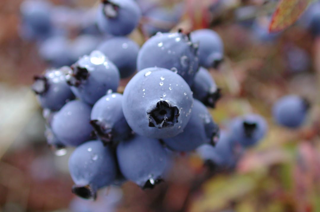 Mise en valeur des traits fonctionnels et de la rusticité du bleuet nain pour améliorer son rendement au Saguenay–Lac-Saint-Jean