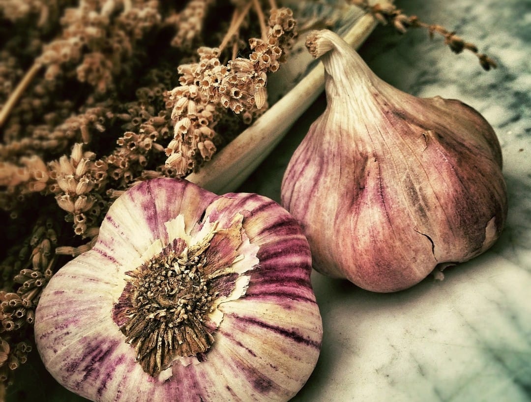 Structuration d&rsquo;une filière d&rsquo;ail de semence en milieu boréal