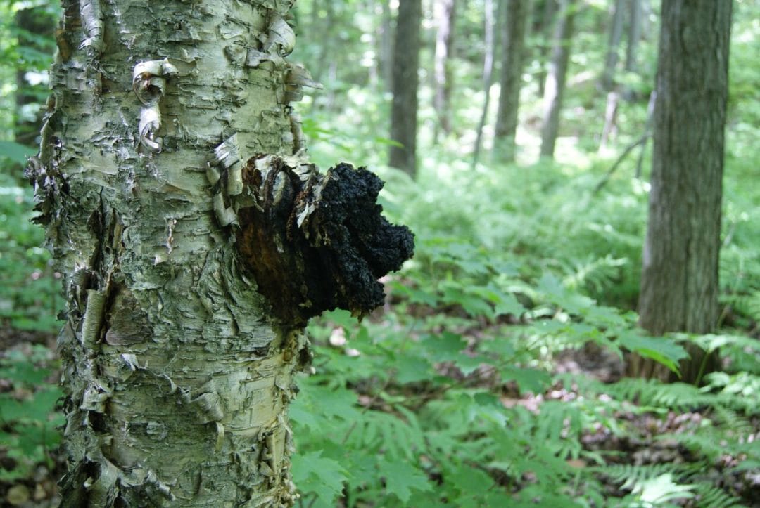 Polypore oblique (Chaga)
