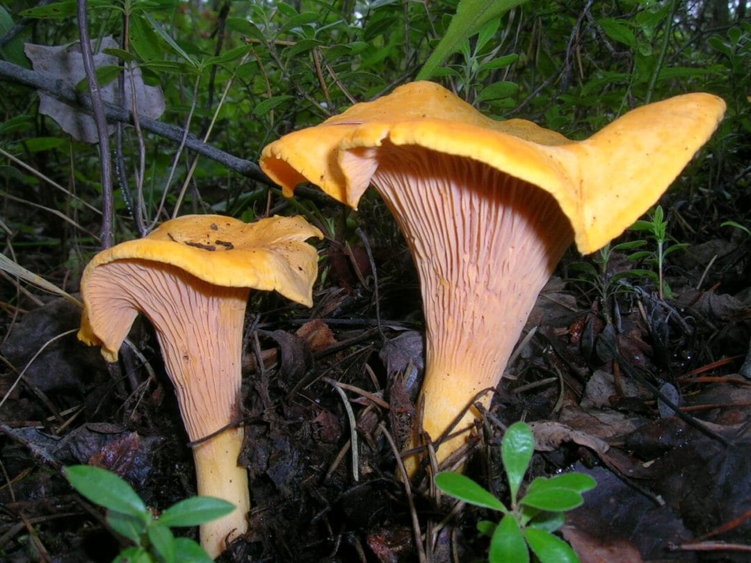 Chanterelle commune