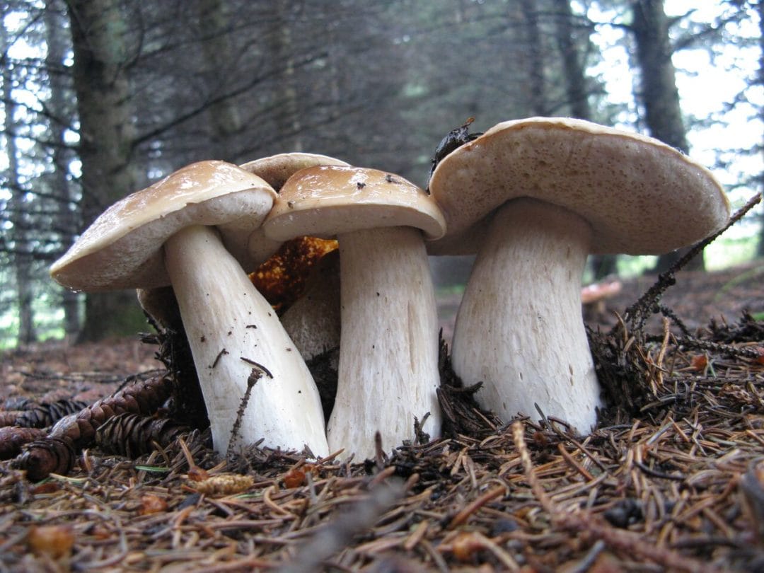 Cèpe d&rsquo;Amérique