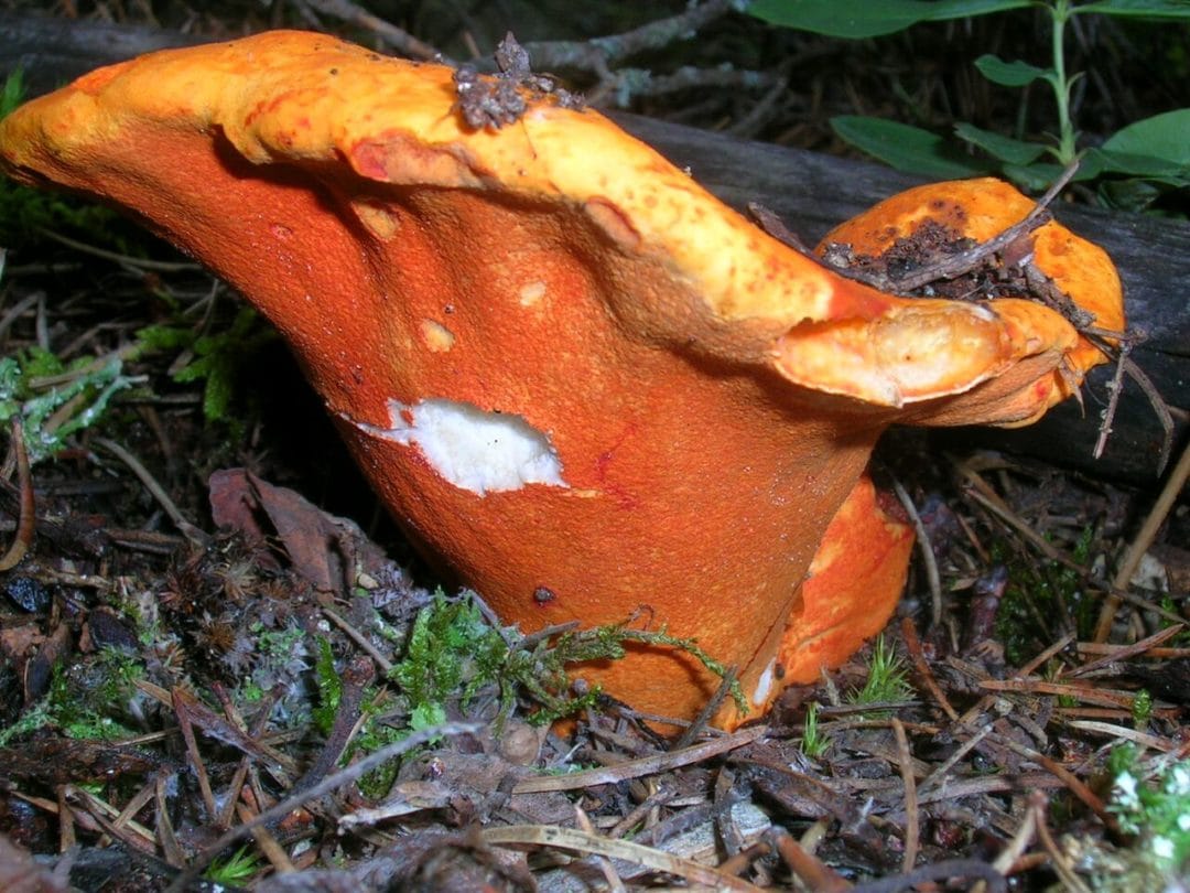 Dermatose des russules