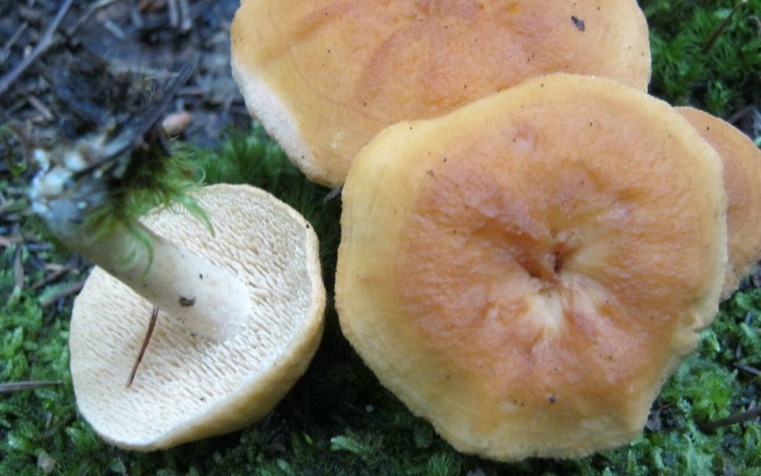Hydne ombiliqué