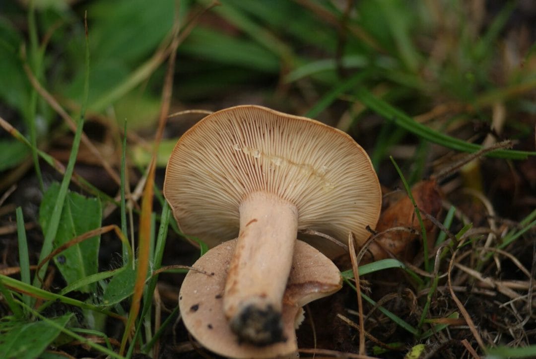 Lactaire à odeur d&rsquo;érable