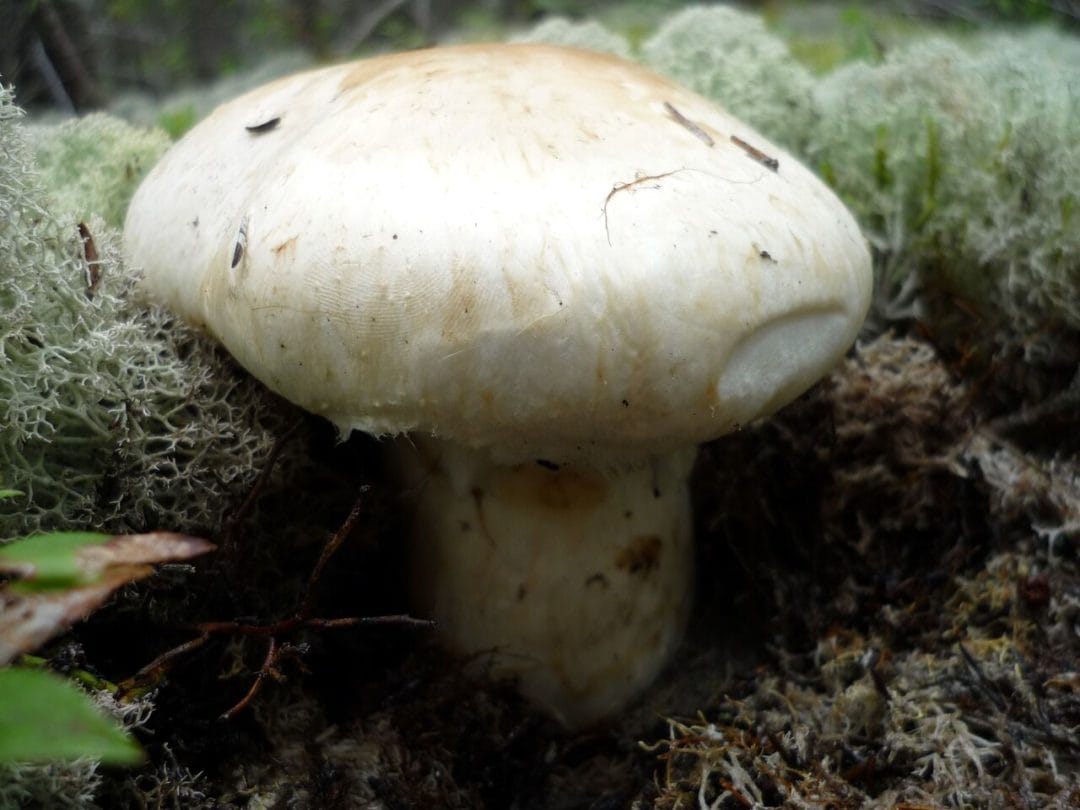 Tricholome à grand voile (Matsutaké)