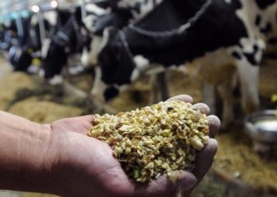 Valorisation de Vicia faba L. dans l’alimentation des bovins laitiers