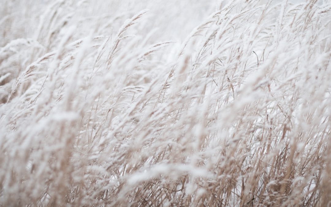 FRAN-02 – Fonds de recherche agroalimentaire en agriculture nordique