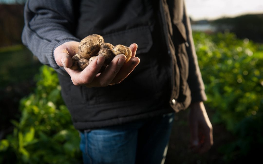 Contrôle de la gale commune de la pomme de terre par le développement de lignées résistantes chez des variétés cultivées au Québec
