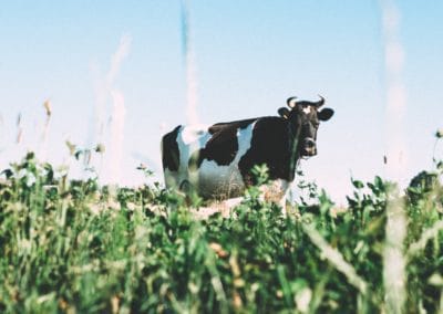 Évolution de la valeur nutritive au cours de la saison de croissance du fourrage cultivé en région nordique
