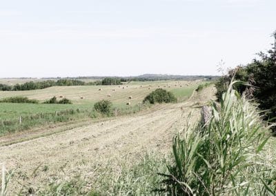 Évaluation des mélanges fourragers complexes pour la mise en réserve sur pied pour leur rendement et leur valeur alimentaire