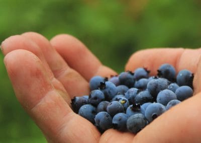 La drosophile à ailes tachetées en production de bleuet au Saguenay–Lac-Saint-Jean: mise en place d&rsquo;une stratégie de lutte intégrée visant à minimiser son impact