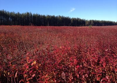 Impacts du nouveau climat et de différentes pratiques agricoles sur phénologie, la croissance, la dynamique d&rsquo;utilisation des glucides et le rendement en fruit du bleuet sauvage nain dans un site de recherche longue durée