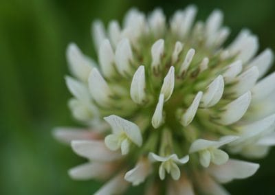 Développement d&rsquo;un mélange fourrager nordique composé de gourgane, de pois et de trèfle d&rsquo;Alexandrie