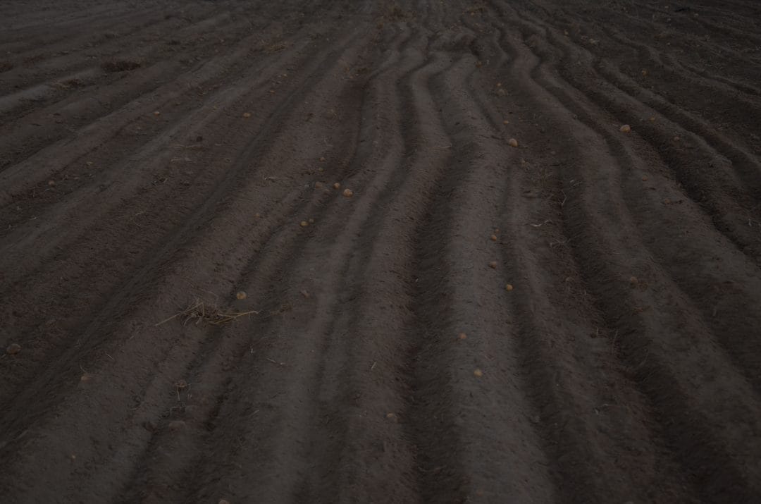 Plan stratégique de l&rsquo;industrie de la pomme de terre de semence
